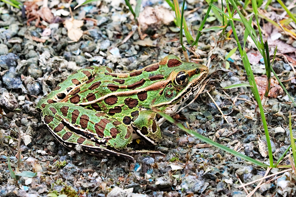 Leopard Frog Print