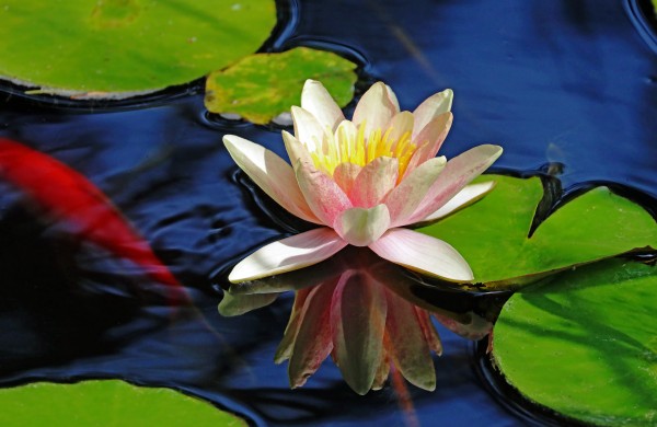 Lily And The Goldfish by Deb Oppermann