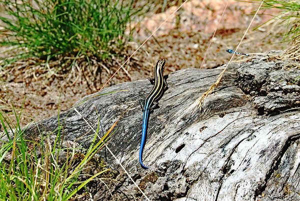 Lizard And Dragonfly Print