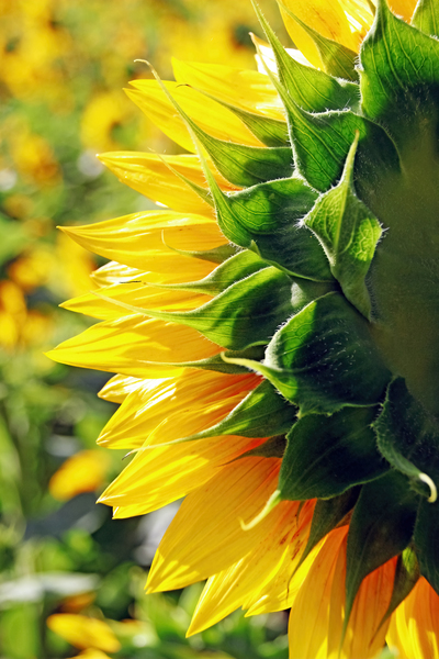 Looking Back Sunflower by Deb Oppermann