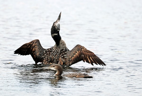 Loon On The Moon by Deb Oppermann