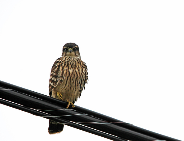 Magical Merlin Print