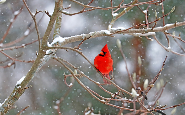 Male Northern Red Cardinal In Magnolia by Deb Oppermann