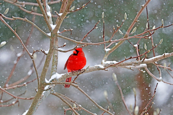 Male Northern Red Cardinal In Magnolia I by Deb Oppermann