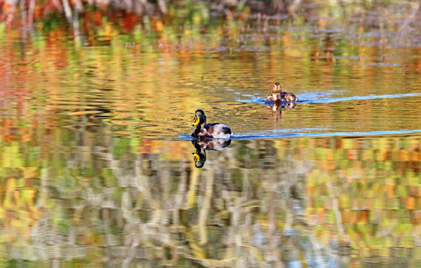 Mallards In Autumn by Deb Oppermann