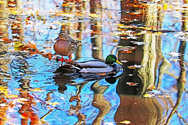 Mallards In Fall Print