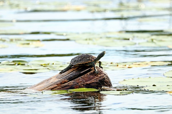Map Turtle I Print
