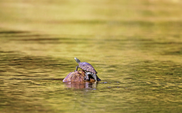 Map Turtle In Golden Light Print