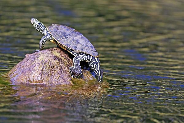 Map Turtle On French River by Deb Oppermann