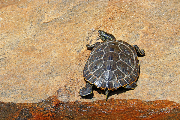 Map Turtle On The Rock Print