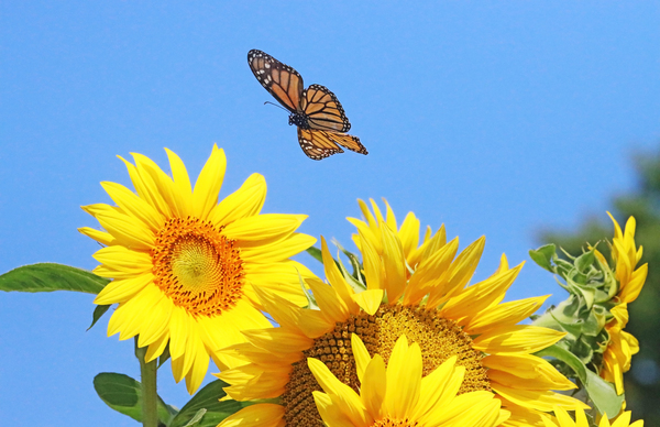Monarch Butterfly In Flight by Deb Oppermann