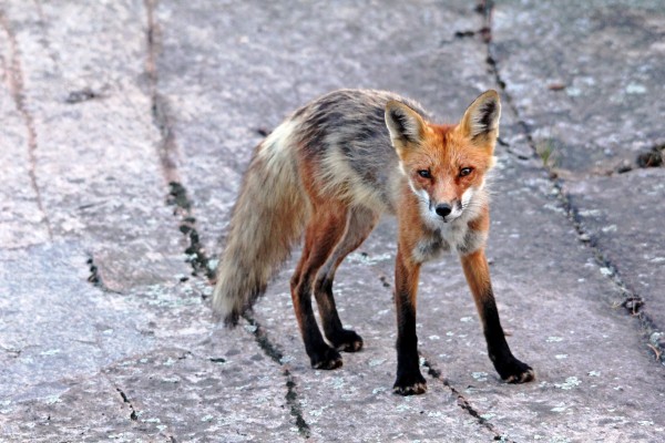 Multi Colored Red Fox Print