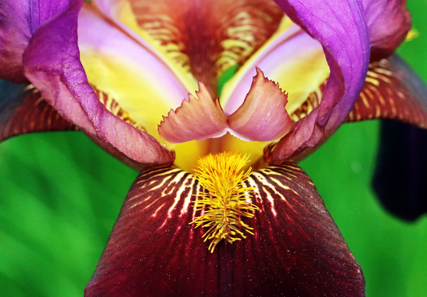Multi Colored Perfection Print