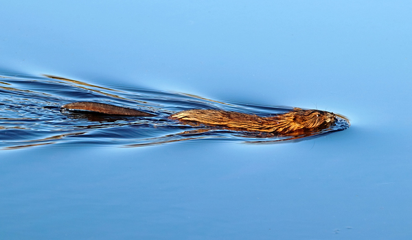 Muskrat Print