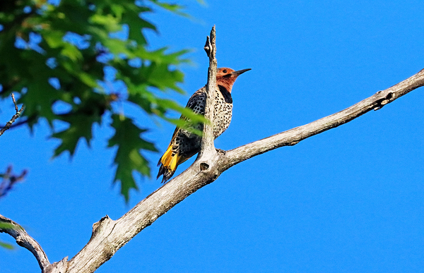 Northern Flicker by Deb Oppermann