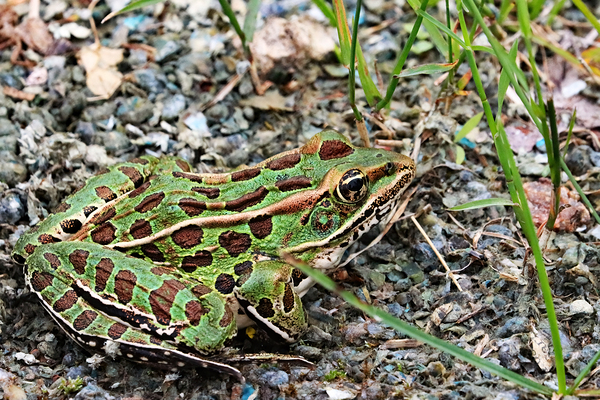 Northern Leopard Frog by Deb Oppermann