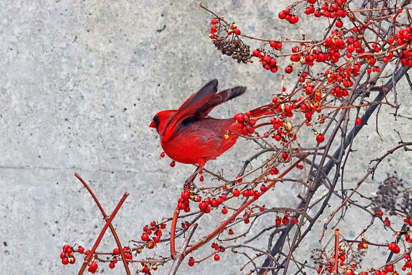 Northern Red Cardinal Wings Up by Deb Oppermann