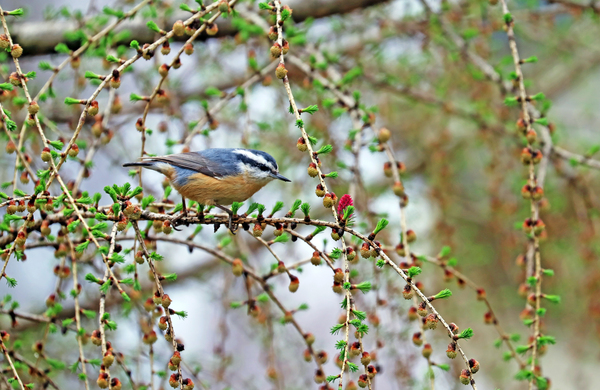 Nuthatch In The Tamarack by Deb Oppermann