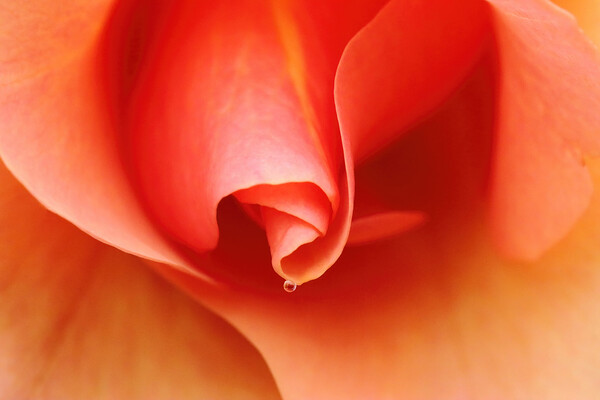 One Drop by Deb Oppermann