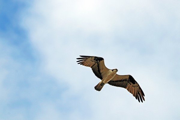 Osprey In Flight Print