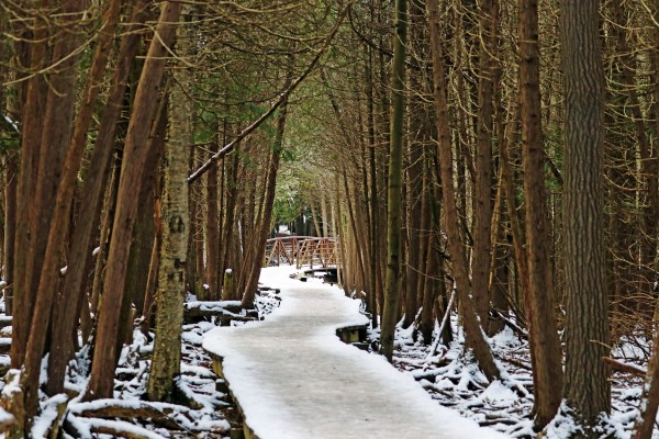 Over The Winter Wetland  Print