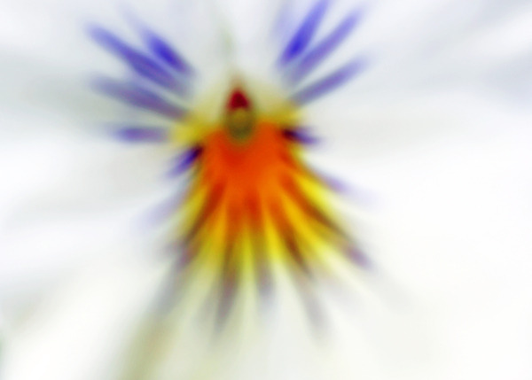 Pansy Abstract Print