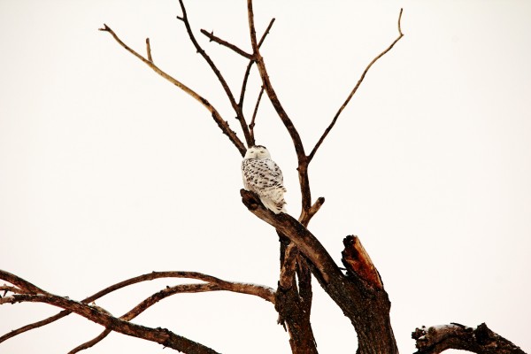 Patience by Deb Oppermann
