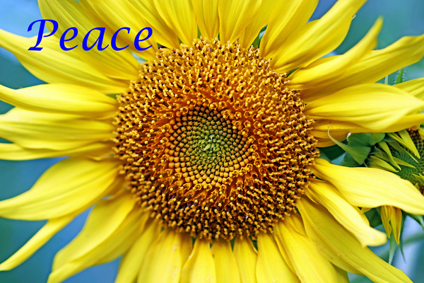 Peace Print