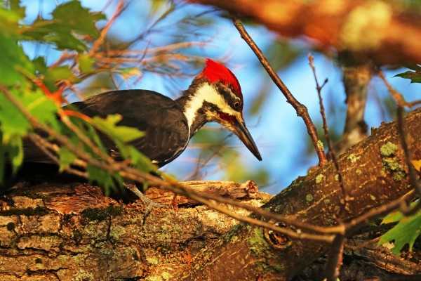 Pileated Woodpecker In Oak Tree by Deb Oppermann