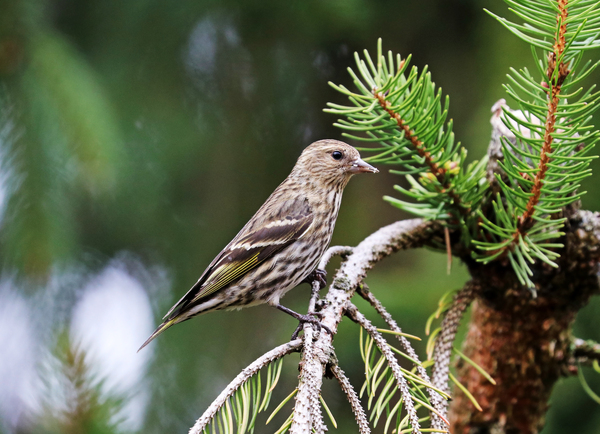 Pine Siskin In Spruce Tree by Deb Oppermann