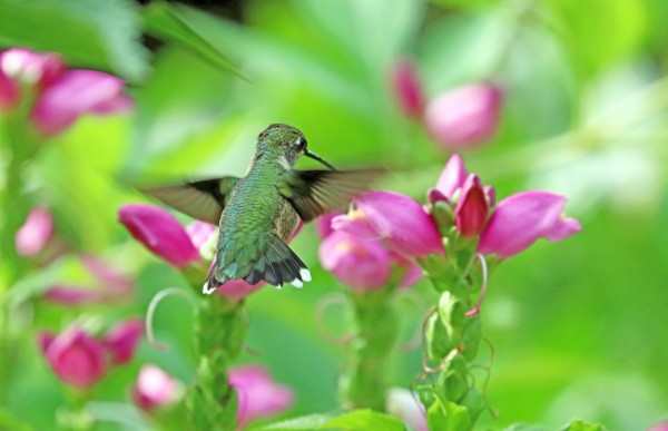 Pink Turtlehead And The Hummingbird by Deb Oppermann