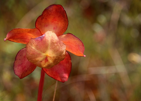 Pitcher Plant Flower by Deb Oppermann