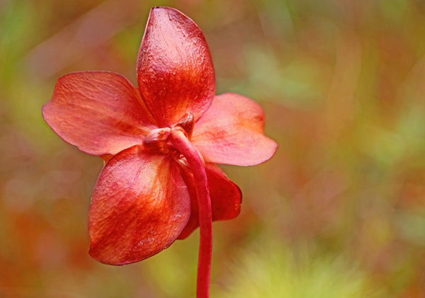 Pitcher Plant Flower Back by Deb Oppermann
