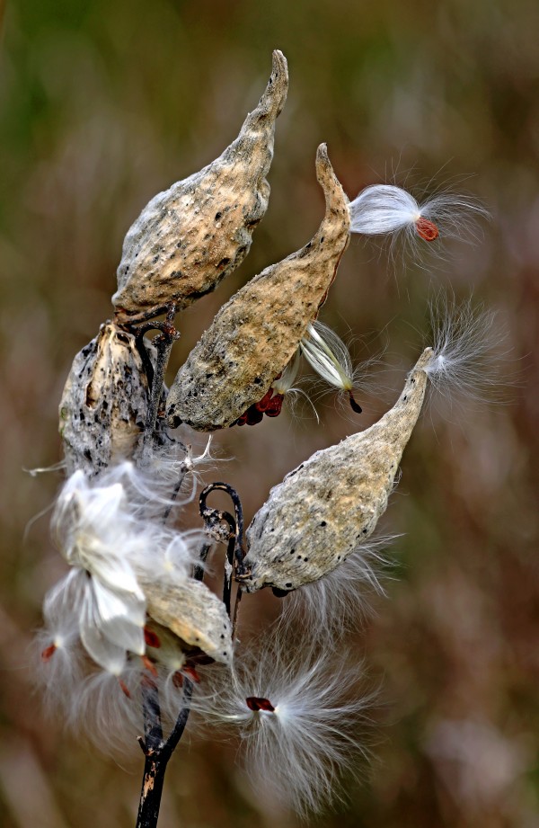 Pods by Deb Oppermann