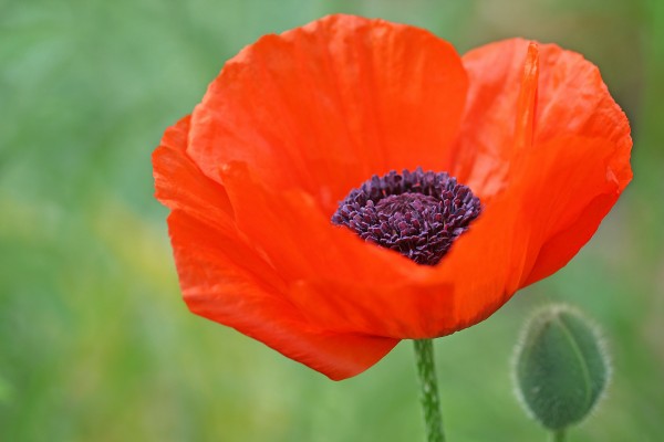 Poppy Red Print