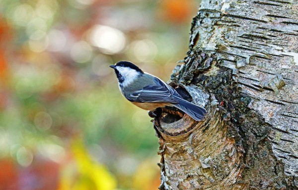 Posing Autumn Chickadee Print
