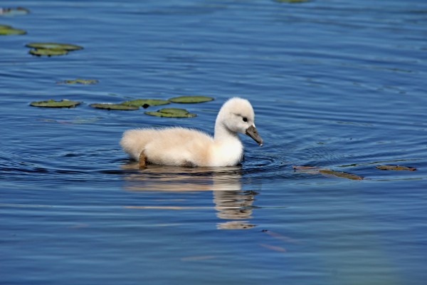 Precious by Deb Oppermann