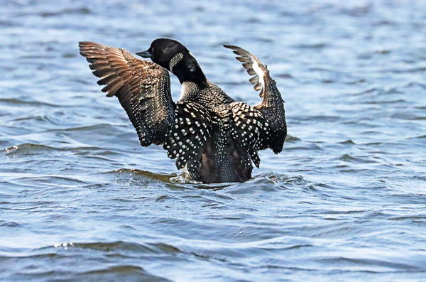 Preening Loon Print