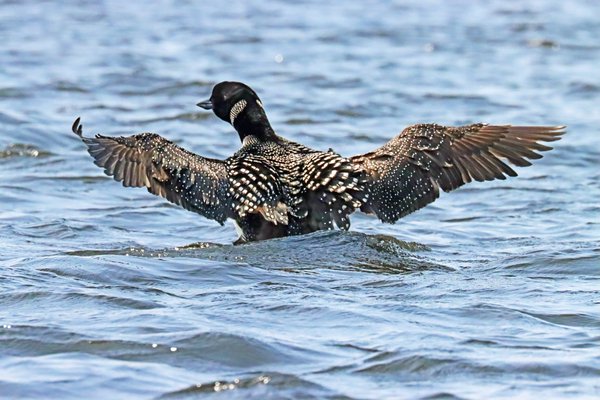 Preening Loon Wings Open Print