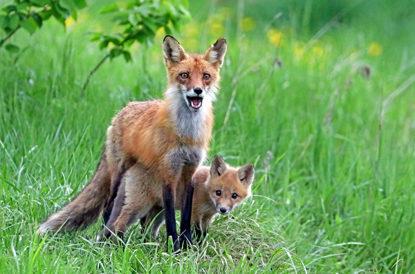 Protection Print