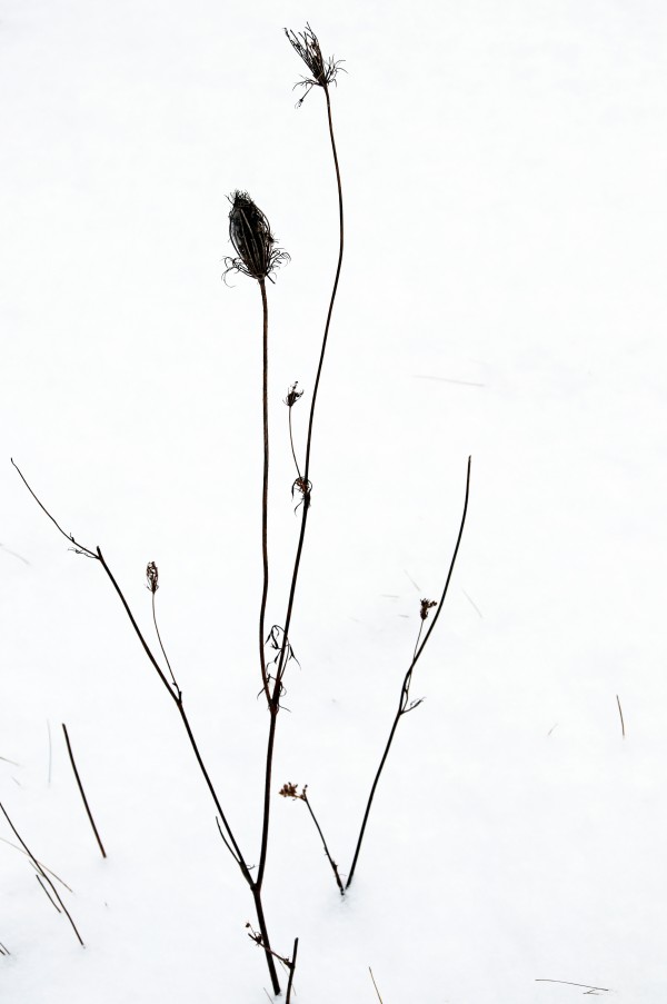 Queen Anne In Winter by Deb Oppermann
