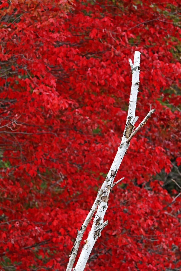 Red And White In Autumn by Deb Oppermann