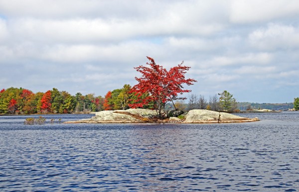 Red Maple Island Print