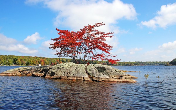 Red Maple Island I by Deb Oppermann