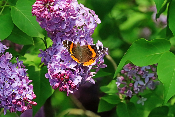 Red Admiral And Lilacs III Print