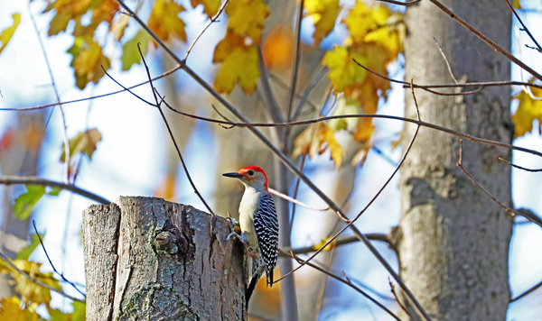 Red Bellied Woodpecker In Fall by Deb Oppermann