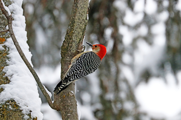 Red Bellied Woodpecker In Maple In Winter by Deb Oppermann