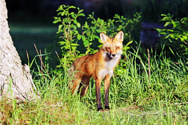 Red Fox Keeping An Eye Out by Deb Oppermann