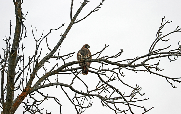 Red Tailed Hawk In Winter Print