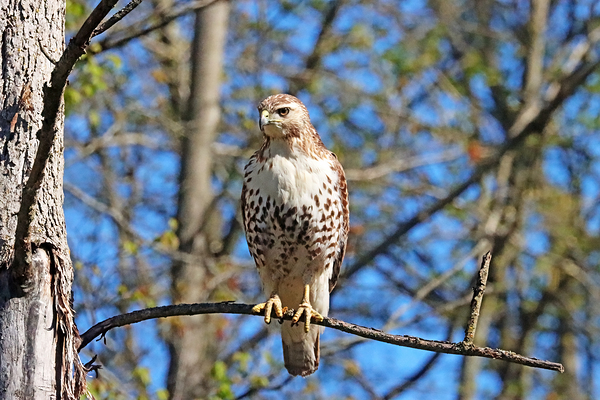 Red Tailed Hawk Perched Print